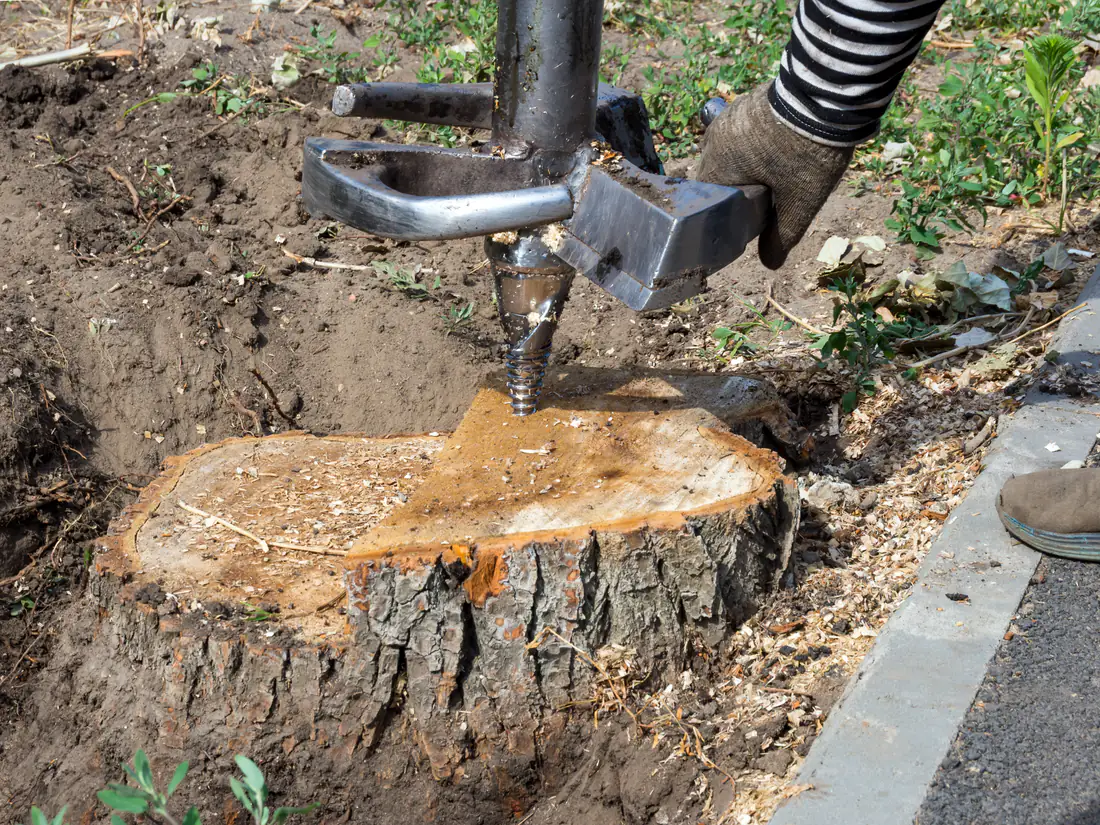 Stump ground out below ground level