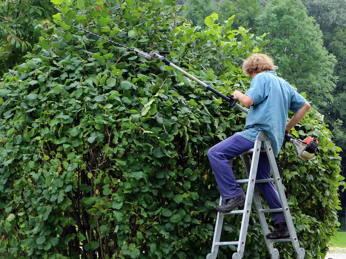 Hedge Cutting in Wallasey by Merseyside Driveways