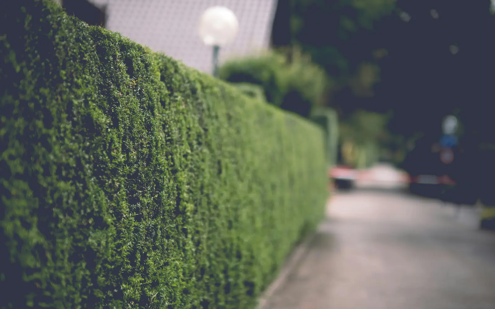 Hedge Cutting
