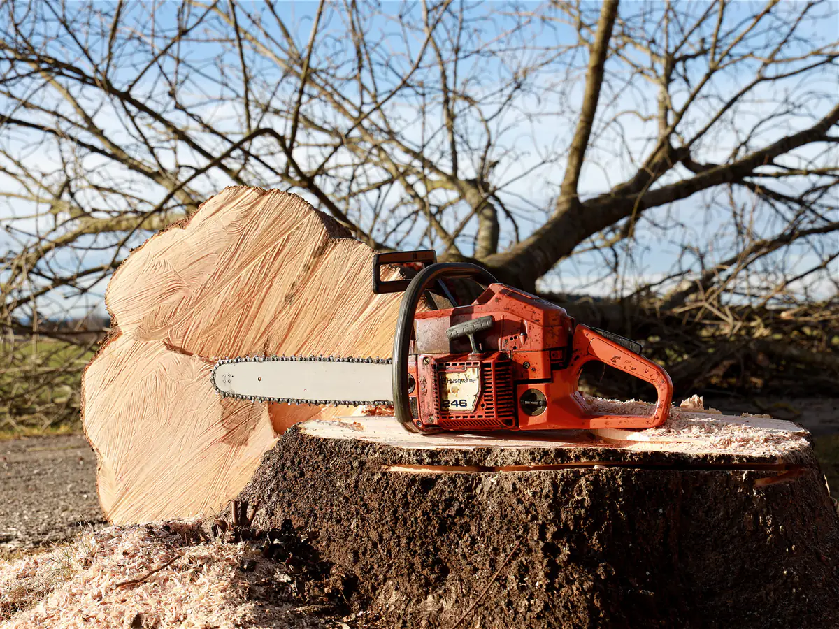 Tree Felling in Bebington by Merseyside Driveways