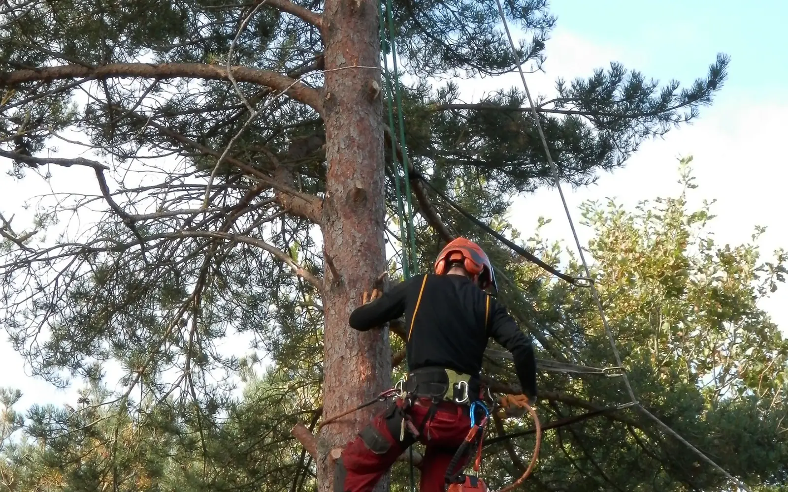 Tree Felling