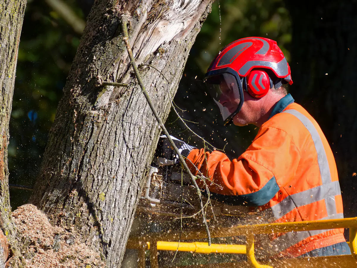 Tree Surgeons by Merseyside Driveways