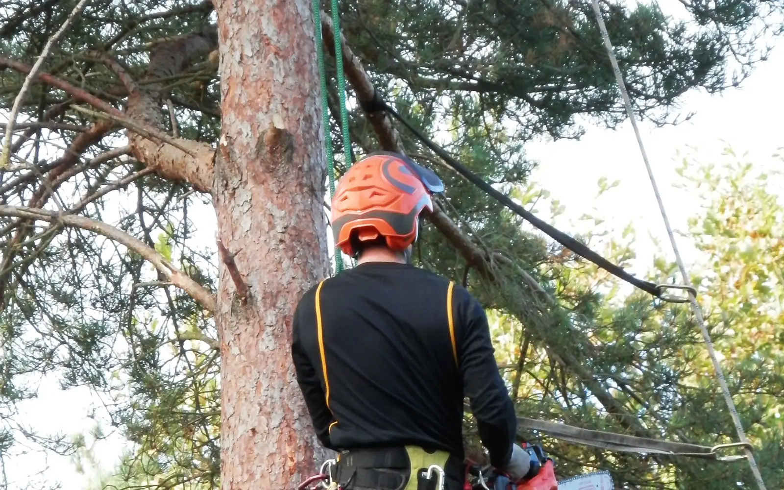 Tree Surgeons